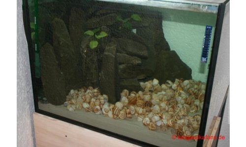 Wuerfelbecken