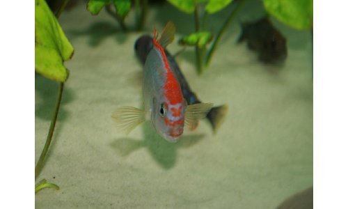 Pseudotropheus red top ndumbi