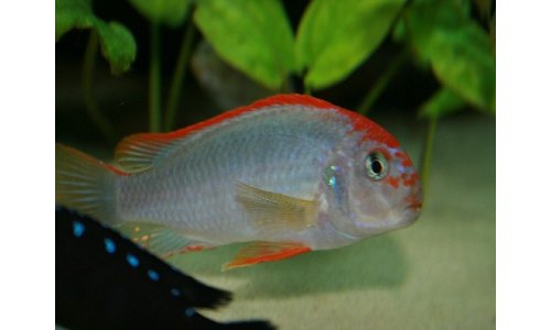 Pseudotropheus red top ndumbi