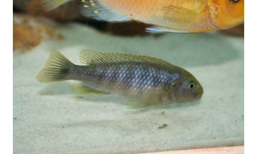 Pseudotropheus red top ndumbi
