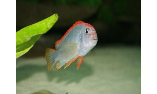 Pseudotropheus red top ndumbi