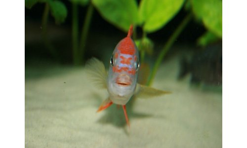 Pseudotropheus red top ndumbi