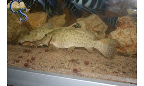 Auchenoglanis tanganicanus