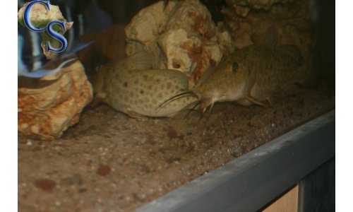 Auchenoglanis tanganicanus