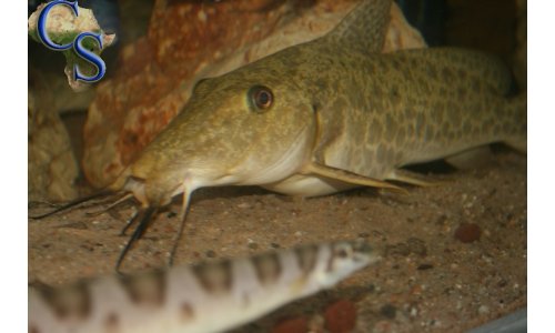 Auchenoglanis tanganicanus