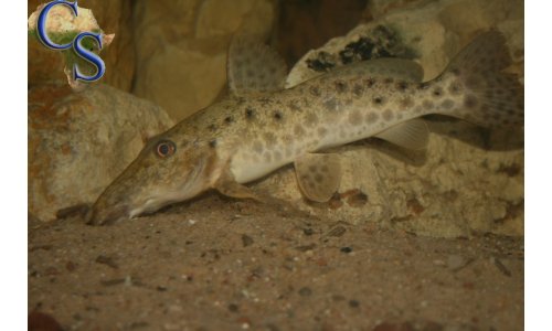 Auchenoglanis tanganicanus