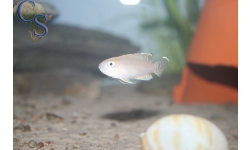 Lamprologus brevis Bangwe