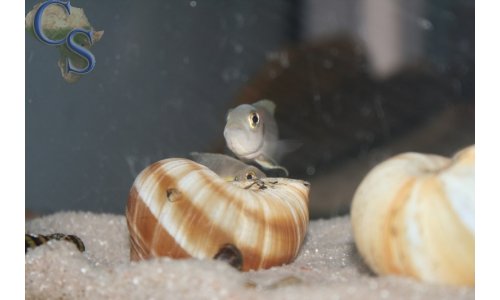 Lamprologus brevis sunspot