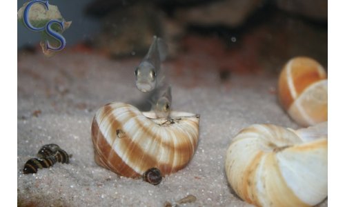 Lamprologus brevis sunspot