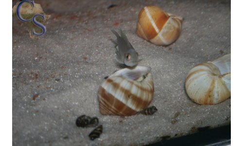 Lamprologus brevis sunspot