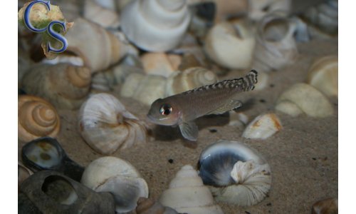 Lamprologus ornatipinnis striped