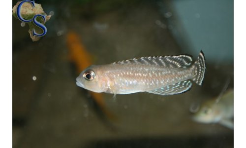 Lamprologus ornatipinnis striped