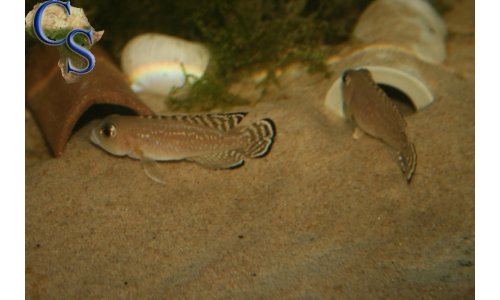 Lamprologus ornatipinnis striped