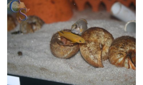 Neolamprologus leleupi flieder