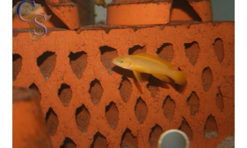 Neolamprologus leleupi flieder