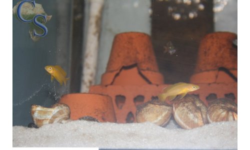 Neolamprologus leleupi flieder