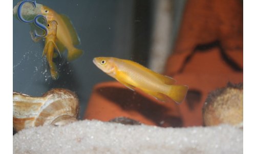 Neolamprologus leleupi flieder