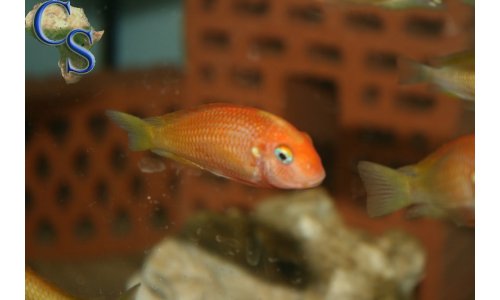 Tropheus caramba red bishop