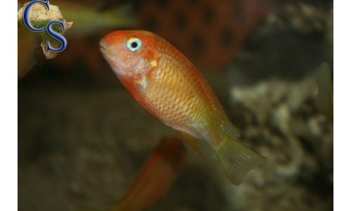 Tropheus caramba red bishop