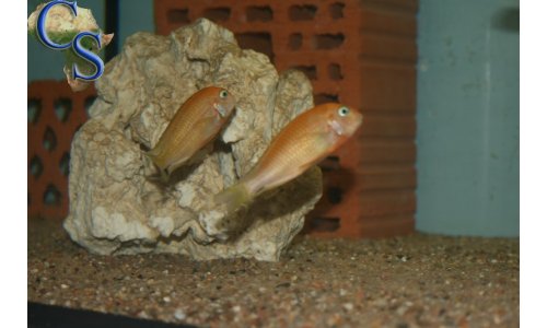 Tropheus caramba red bishop