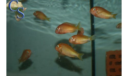Tropheus caramba red bishop