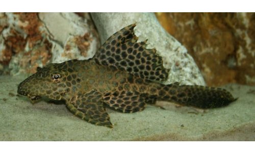 Gibbiceps