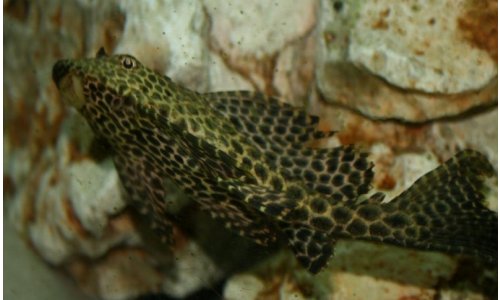 Gibbiceps