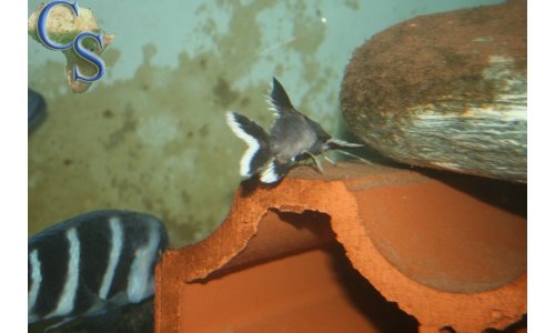 Synodontis granulosus
