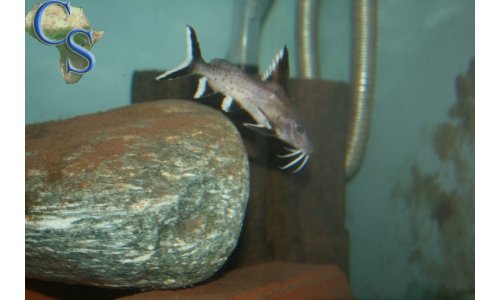 Synodontis granulosus