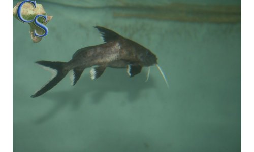 Synodontis granulosus