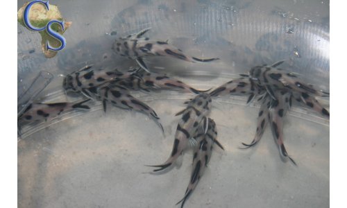 Synodontis polly white