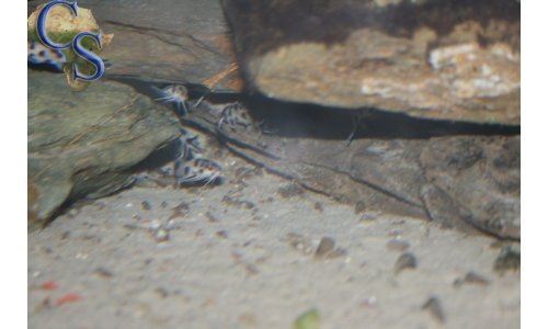 Synodontis polly white